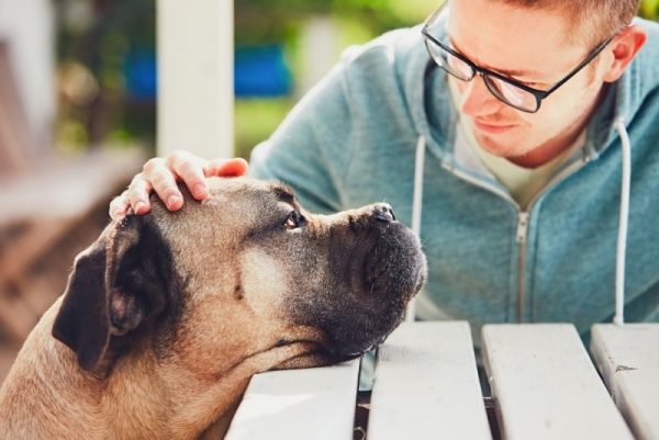 cane corso owner checking his pet