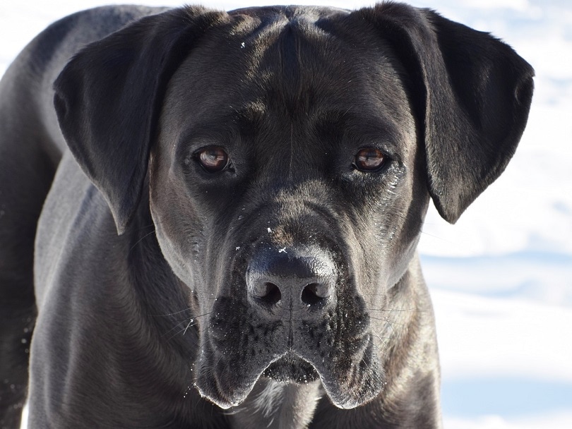 cane-corso-pixabay