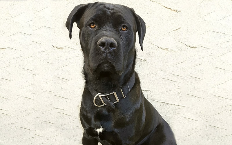 cane corso presa canario mixed breed dog