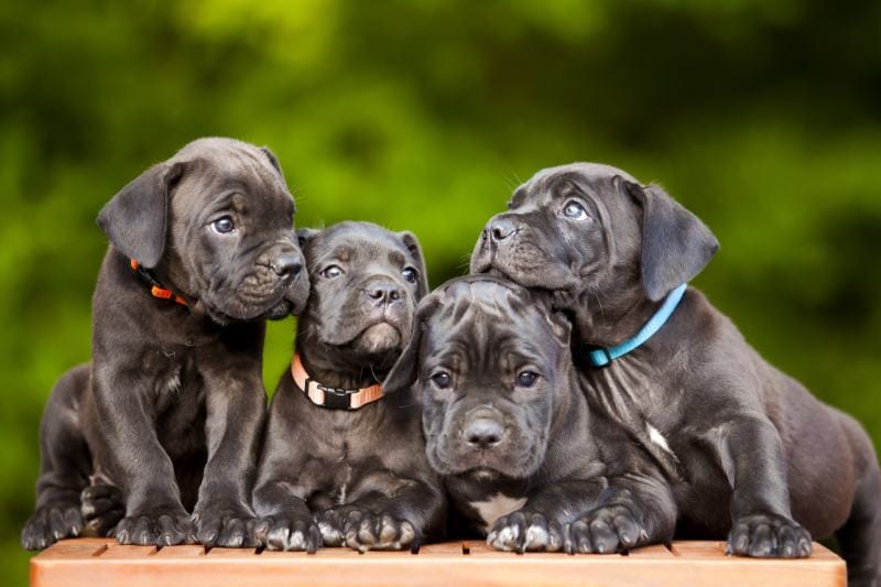 cane corso puppies