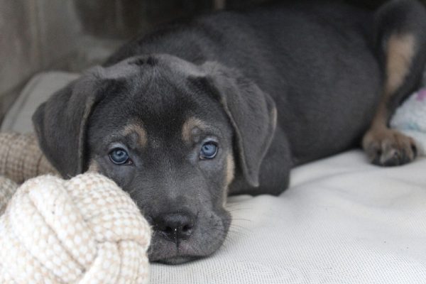 cane corso puppy