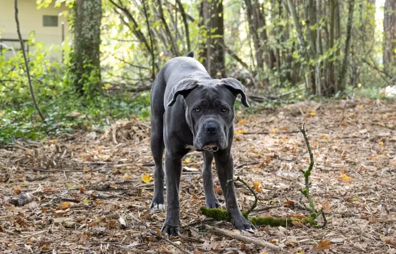 cane corso puppy outdoors