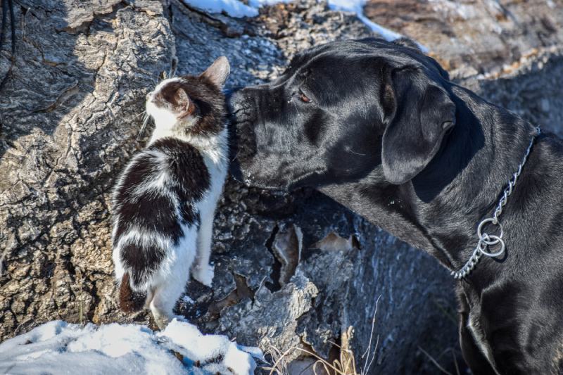 cane corso sniffing a cat