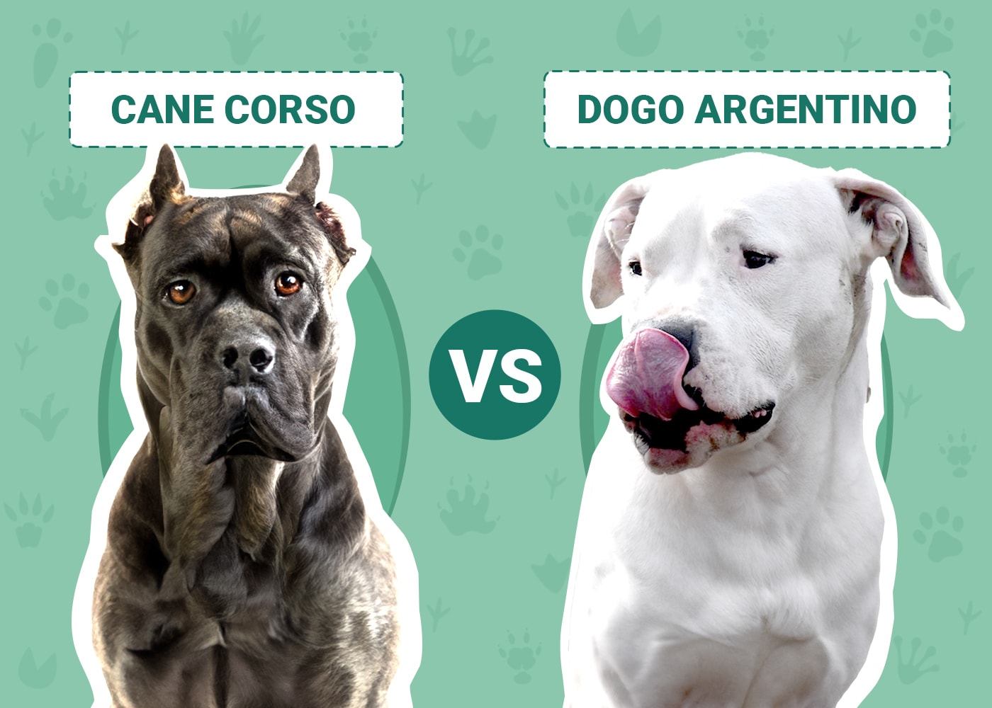 Cane Corso vs Dogo Argentino: Differences Explained (With Pictures) –  Dogster