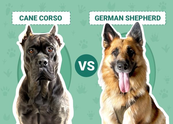 Cane Corso vs German Shepherd