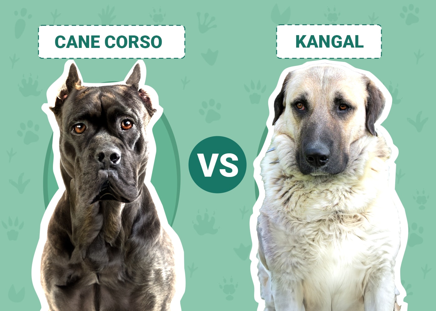 Cane Corso vs Kangal: The Differences (With Pictures) – Dogster