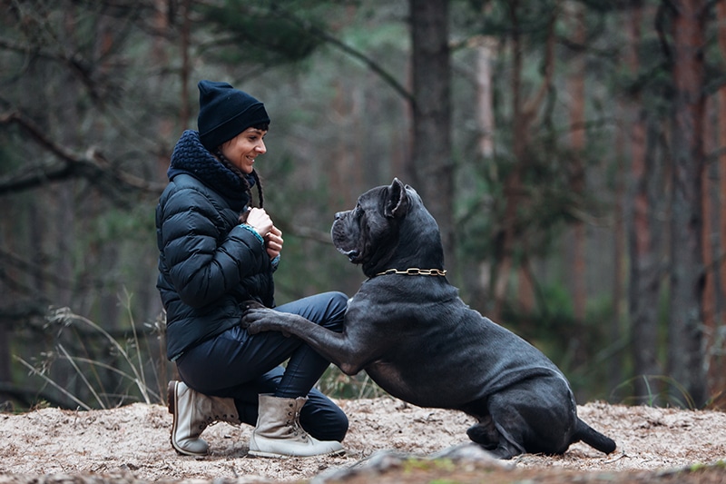 cane corso with a woman in the forest