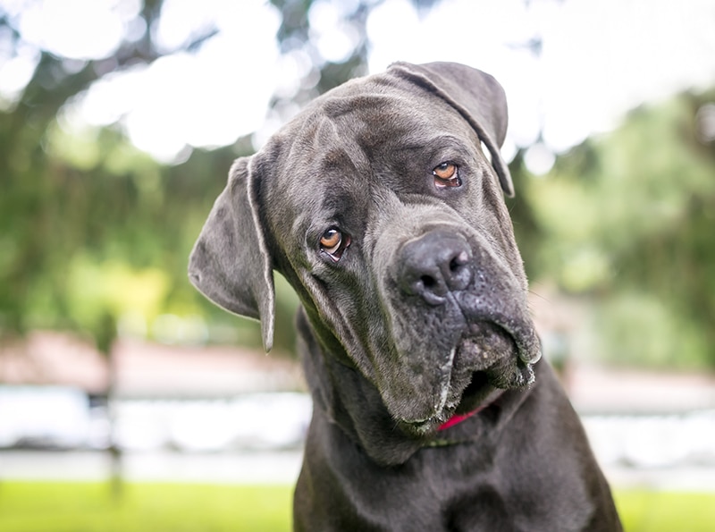 cane corso with ectropion