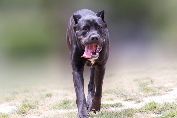 canis panther walking