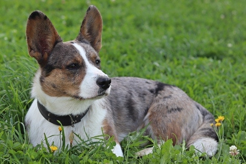 cardigan welsh corgi lying on grass