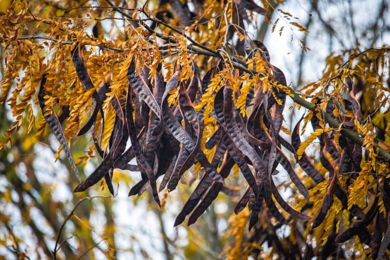 carob tree