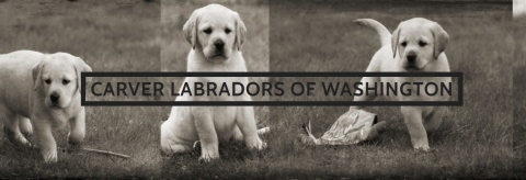 carver labradors logo