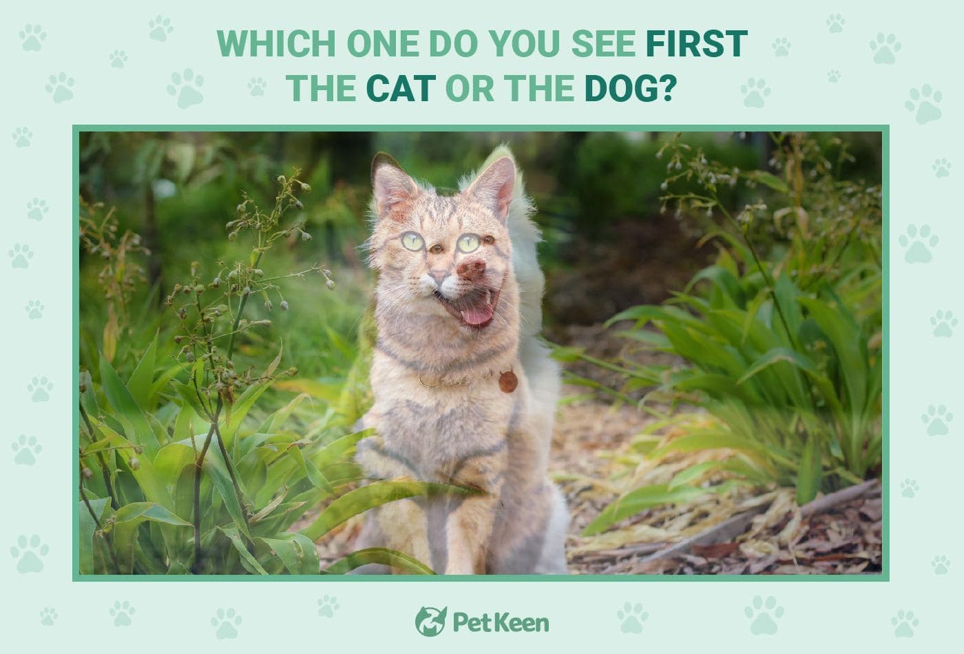 cat-dog illusion - image 1