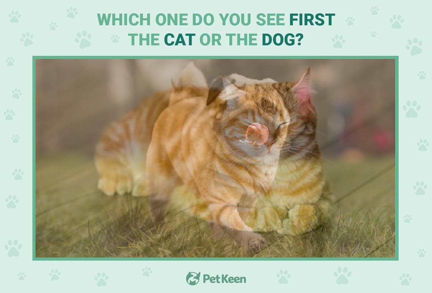 cat-dog illusion - image 2