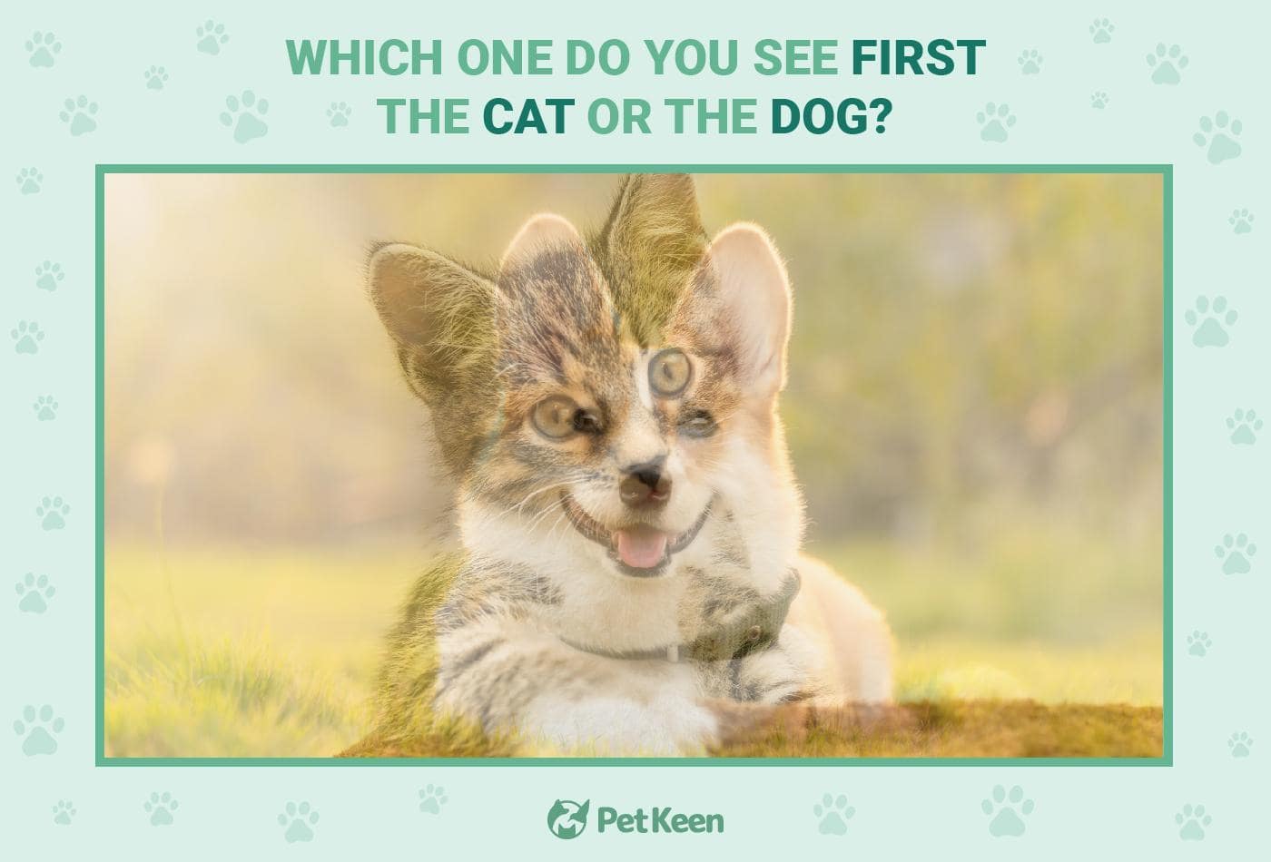 cat-dog illusion - image 3