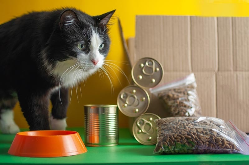 black and white cat with cat food and orange bowl