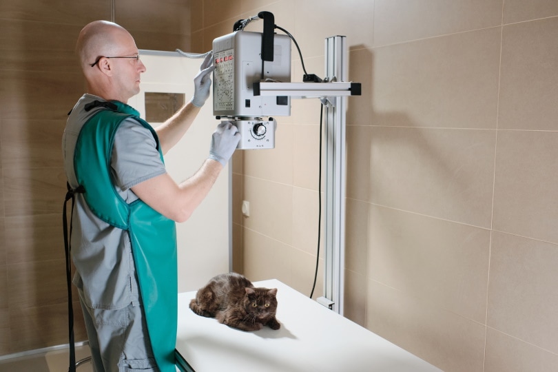 cat having X-ray