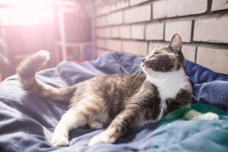 cat lying relaxed on a soft rug on the balcony and wags its tail