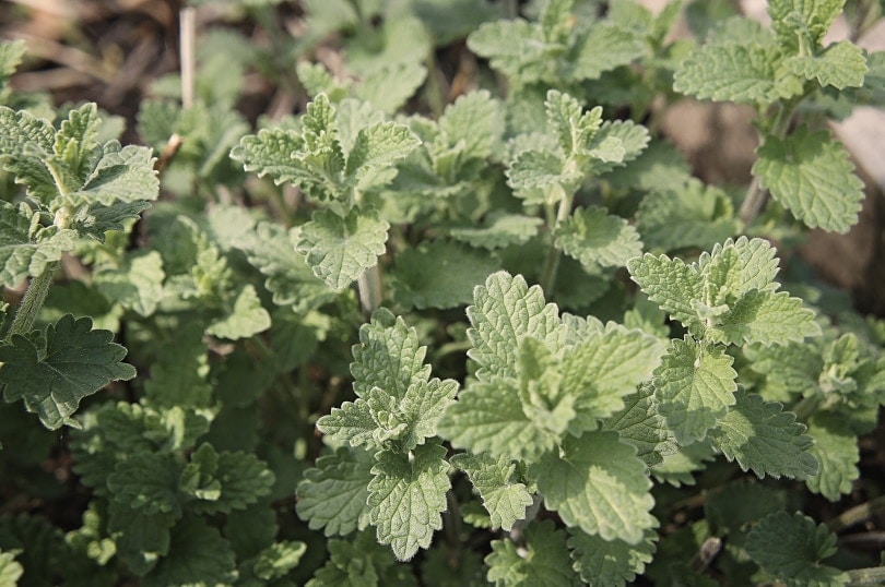 catnip leaves