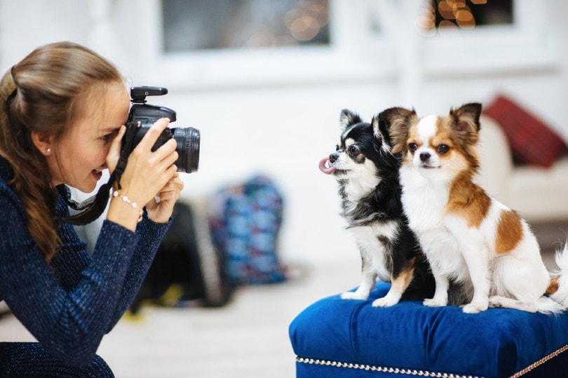 caucasian girl taking picture of little dogs
