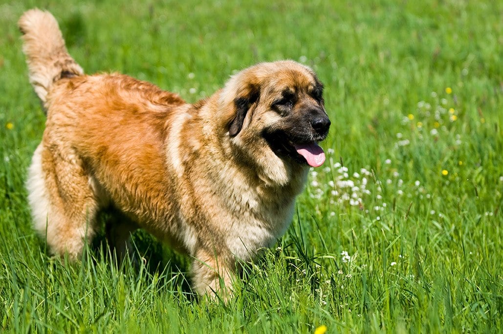 Caucasian Ovcharka