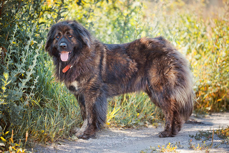 Caucasian shepherd dog standing outdoor