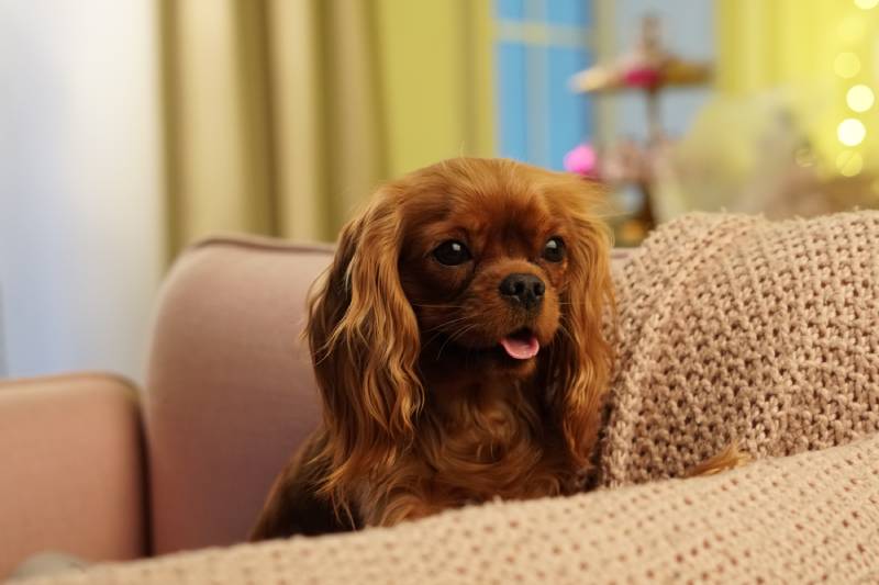 cavalier King Charles spaniel Ruby dog