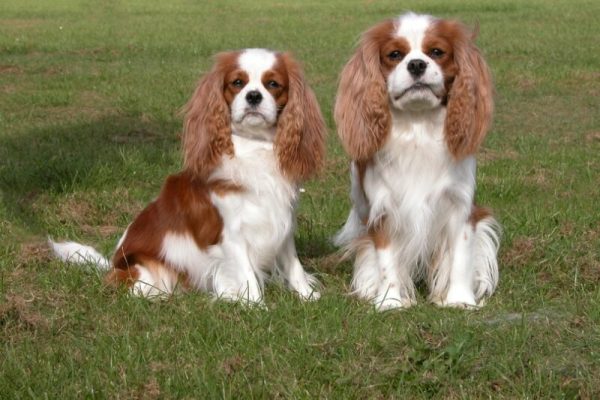 cavalier charles king spaniel couple on grass