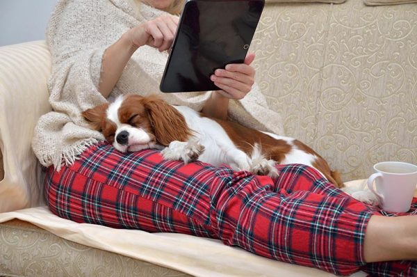 cavalier dog sleeping on owners lap