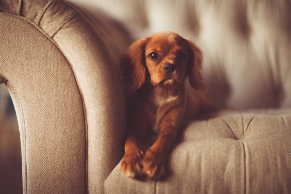 Cavalier King Charles Spaniel Puppy on couch