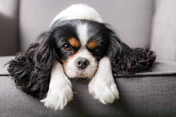 cavalier-king-charles-spaniel-dog-lying-on-sofa