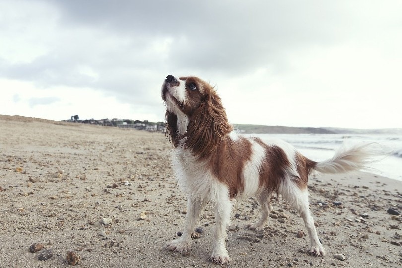 cavalier king charles spaniel_PicsbyFran, Pixabay