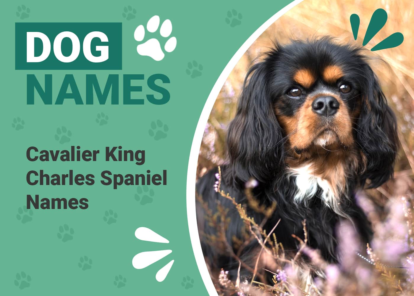 350+ Cavalier King Charles Spaniel Names Elegant, Cute & Famous Ideas Dogster