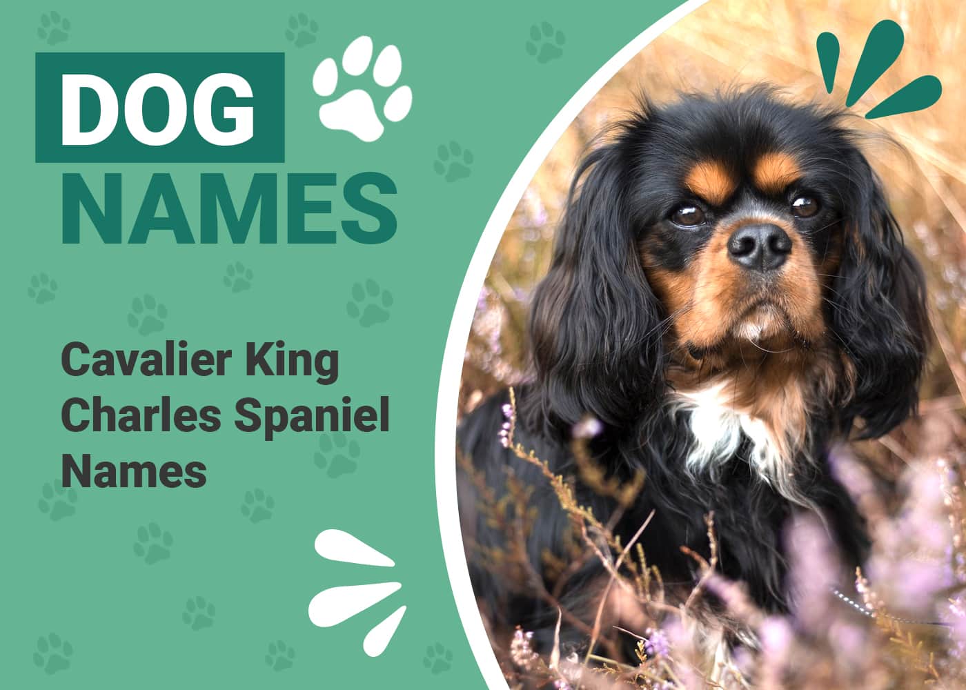 Cavalier King Charles Spaniel Names