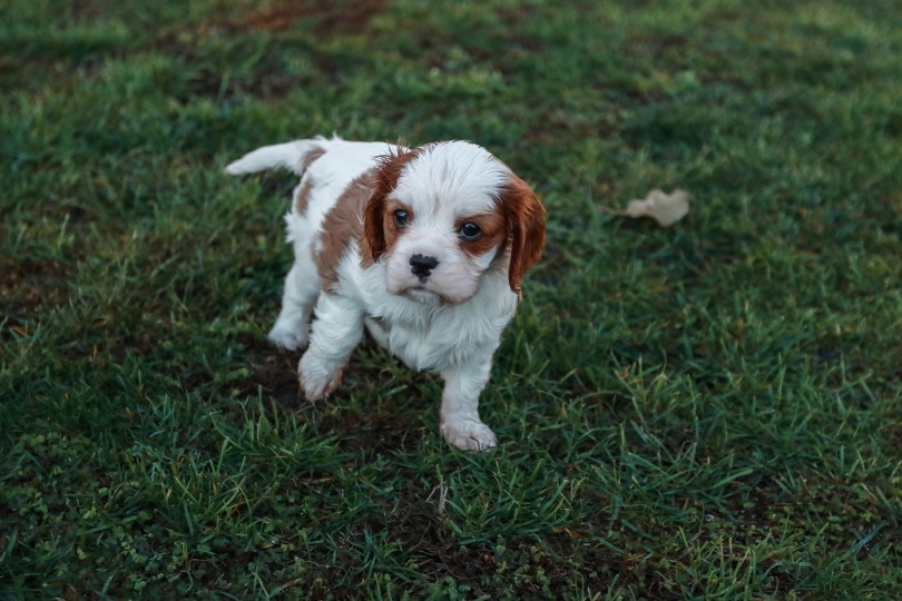 cavalier king puppy_Pixabay