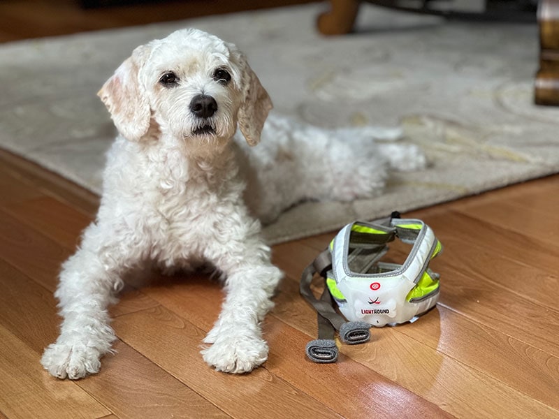 cavapoo dog lying next to noxgear lighthound harness