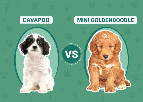 Cavapoo vs Mini Goldendoodle