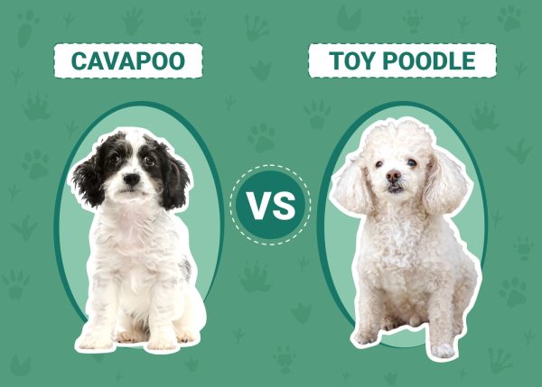 Cavapoo vs Toy Poodle