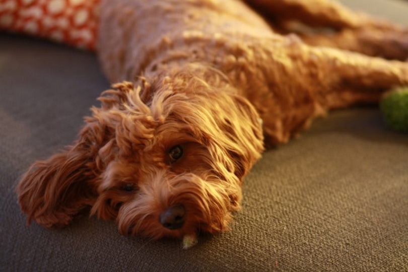 cavapoo laying on the floor