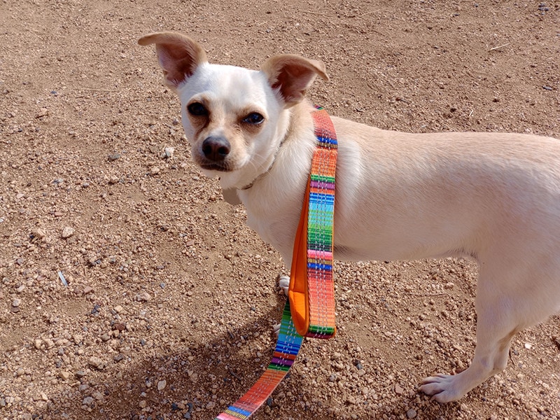 cheeto wearing leashboss 6 foot reflective leash