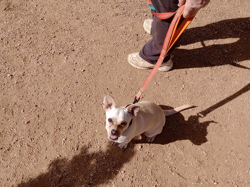 cheeto wearing leashboss reflective leash