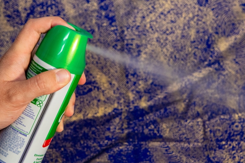 chemical spray_Squirrel_photos_Pixabay