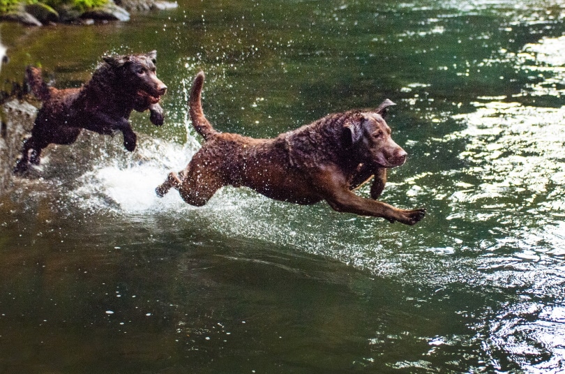 chesapeake bay retriever_Marilou Burleson_Pixabay