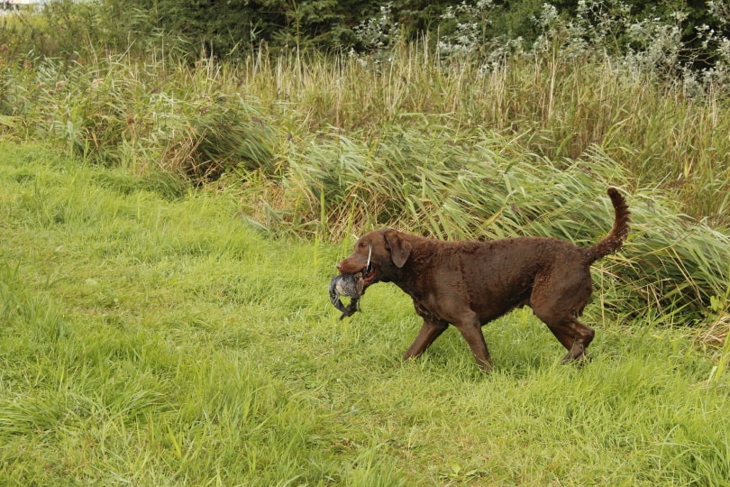 chesapeake bay retriever_mtorben_Pixabay
