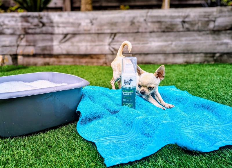 chihuahua dog and hownd conditioning shampoo
