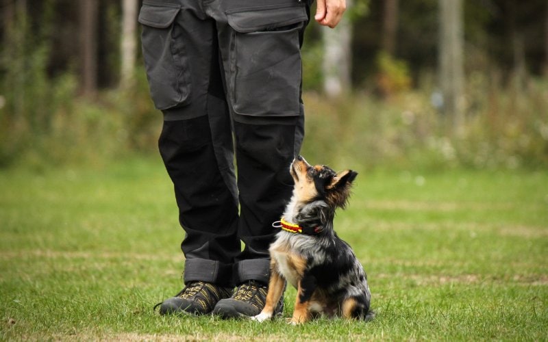 chihuahua dog going through obedience training