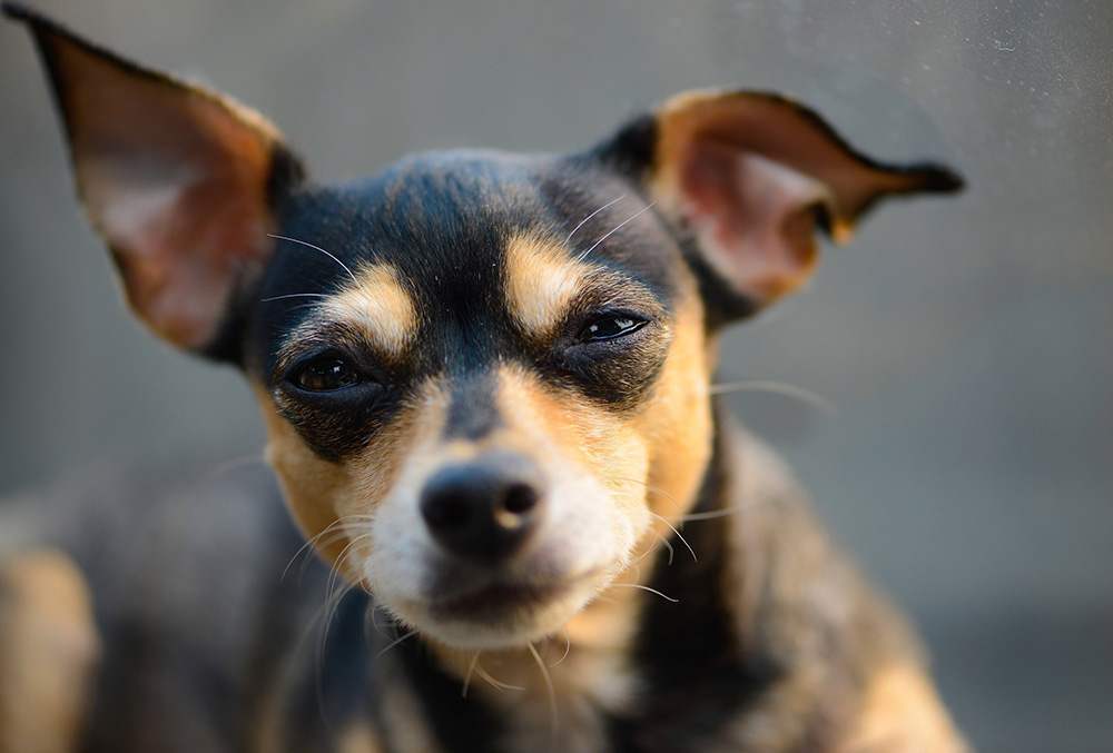 chihuahua dog squinting during eye contact