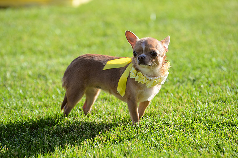 chihuahua dog with yellow ribbon