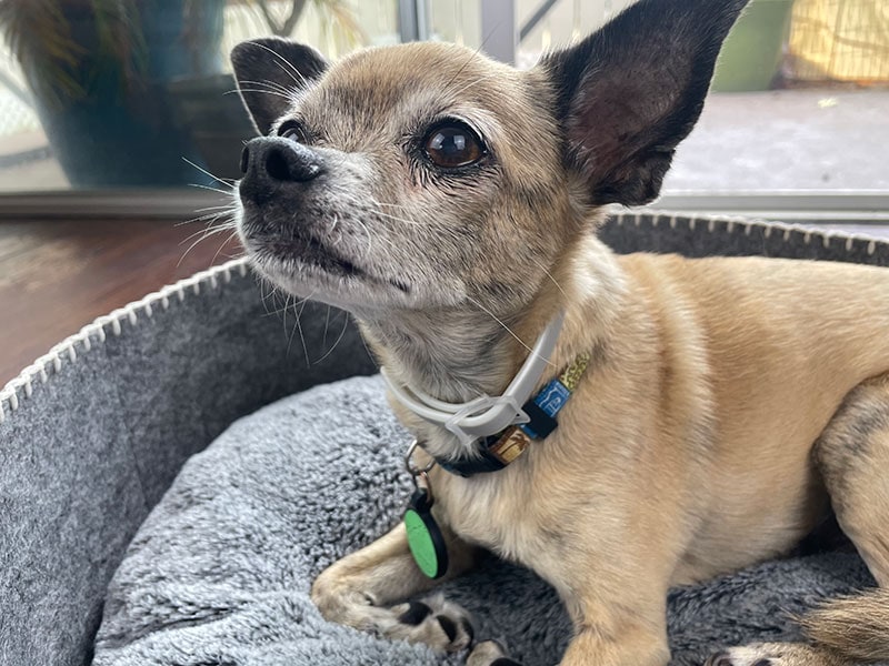 chihuahua mix dog wearing sobaken flea and tick collar