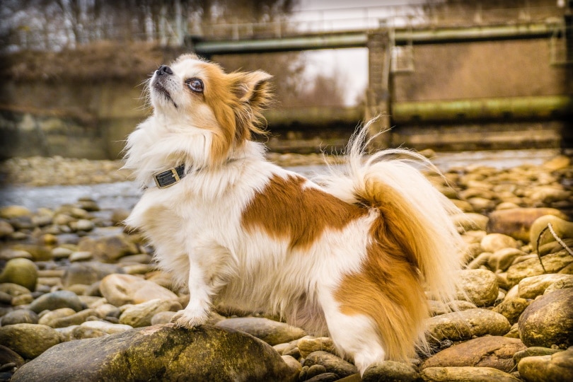 chihuahua on rocks